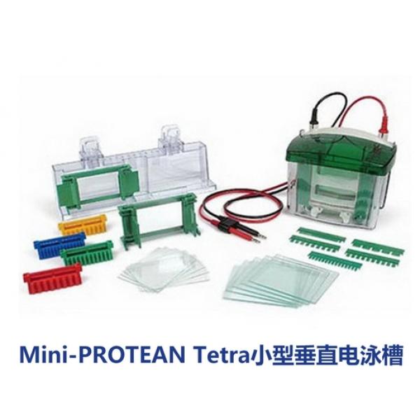 美国 Bio-Rad 伯乐垂直电泳槽Mini-PROTEAN Tetra Cell